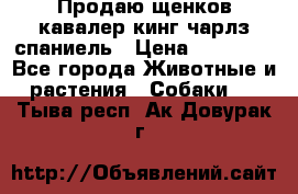 Продаю щенков кавалер кинг чарлз спаниель › Цена ­ 40 000 - Все города Животные и растения » Собаки   . Тыва респ.,Ак-Довурак г.